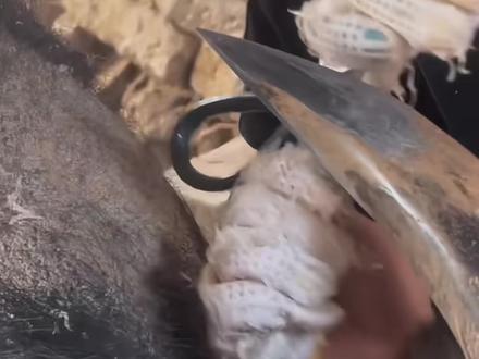 云南人为什么要给牛开角?云南特色斗牛 #科普一下 #云南斗牛