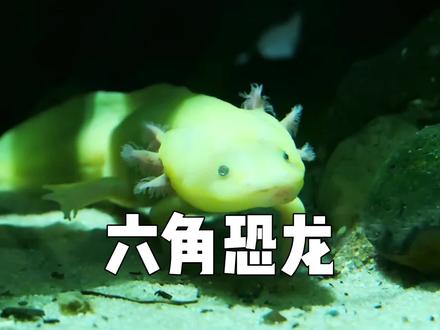 有一个物种,用两亿九千万年证明了生命的韧性,却用一百六十年映照了人类的贪婪#美西螈 #六角恐龙 #动物科普知识