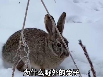 为什么野外的兔子在雪地里照样蹦蹦跶跶不怕冷,家养的宠物兔就不行呢?#科学养宠攻略 #养兔技巧 #兔兔这么可爱