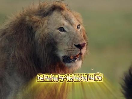 狮子巡视领地被20只鬣狗围攻, 结局大反转 #鬣狗