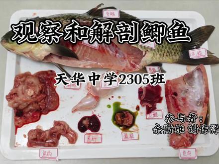 八年级生物实验—观察和解剖鲫鱼#初中生物 #实验