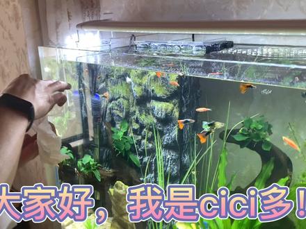 鱼缸里新添置了可爱的小螃蟹,分享混养的经验,教训得来的干货哦