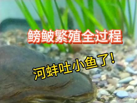 鳑鲏繁殖全过程,河蚌吐小鱼大家有见过吗?#原生鱼 #原生缸 #鳑鲏 #水族 #养鱼日记