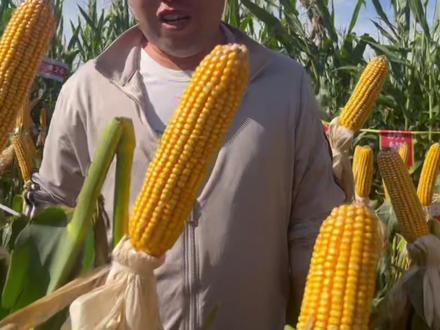 观摩会、室内会场场爆满,这样的果穗谁不爱? #白轴大棒 #稳产高产玉米种子 #活杆成熟玉米种 #北京纵横种业 #纵横26