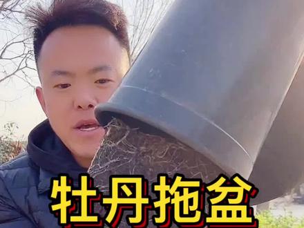 #盆栽牡丹 #盆栽牡丹养护 盆栽牡丹拖盆、换盆、下地方法分享,学会你的牡丹随时伴你左右。#牡丹 #抖音助农