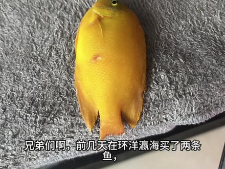 海水鱼避坑之环洋瀛海#海缸 #养鱼 #消费者权益
