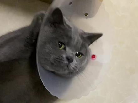 #被迫营业的猫猫 #家有傻猫 #蓝猫 #动物的迷惑行为 #蓝猫宝宝 #萌宠出道计划 胖虎好像有点调皮捣蛋呢,都想和我玩了,但是我怕它咬我😆希望它快点好起来!