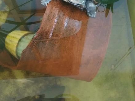 新手养龟指南:绿水养乌龟知识简明问答,绿水培养、换水和优缺点