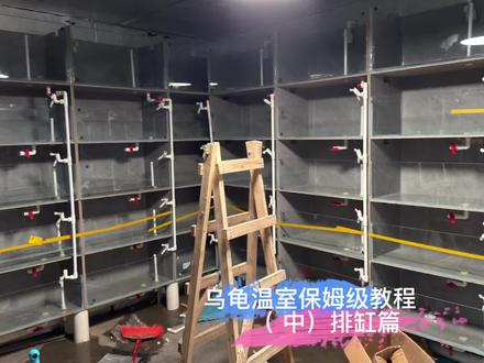 #乌龟温室建造 #窄桥蛋龟 #萨尔文蛋龟 #果核泥龟 #剃刀龟 兄弟们分享一下瓷砖缸保姆级教程