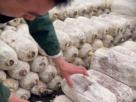 直接把菌包埋土里,10天就能长出满地新鲜榆黄蘑! 想做亲子农场的朋友可以尝试这种种植方式,亲手种、亲手摘,不需要机器设备,体验感直接拉满!#榆黄蘑种植 #食用菌种植 #鸡油菌种植 #食用菌种植技术 #种蘑菇