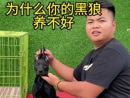 如何饲养黑狼犬 如何长大个 如何立耳 #黑狼幼犬 #黑狼犬 #宠物推荐官