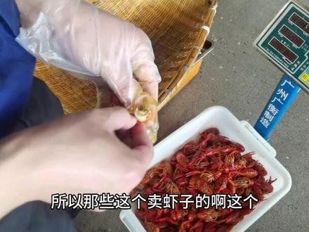 实事求是。不光是大学校园学术界的宗旨,也是我们老百姓心中的光#吃龙虾的季节 #一斤小龙虾多少个 #一斤小龙虾能卤出多少斤