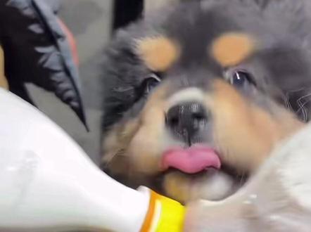 可爱胖夫夫纯享版! #骏良 #养狗日常 #狗狗