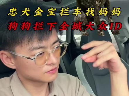 忠犬金宝拦下石家庄全城大众ID,只为找妈妈#大众#ID#金宝 #波音达犬