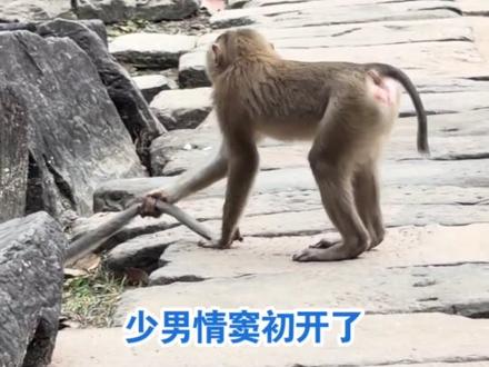 佩兹莉难产,莉奥小哥陪产!2026.1.24
#野生动物零距离 #神奇动物在抖音 #猴子 #万万没想到 #动物的迷惑行为