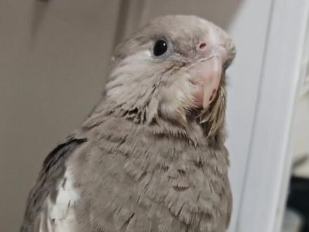 分享一下自己需要的训鸟的方法#玄凤鹦鹉 #训鸟教程 #鹦鹉训练放飞