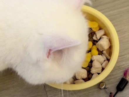 一分钟教你做美毛护肤的蛋黄溶豆!
#烘焙 #宠物零食 #自制宠物零食 #教程 #新手养猫