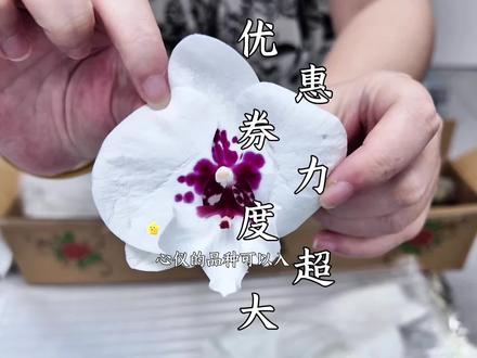 刷到的蝴蝶兰直播间太惊喜了!领券后价格直接降到心坎里,花株品相在线,售后还可以~不是强推,但是花友们碰到心仪的品种,完全可以试试!#蝴蝶兰 #好看的花一定要分享给你 #鲜花开箱 #网购鲜花 #要爱自己多一点