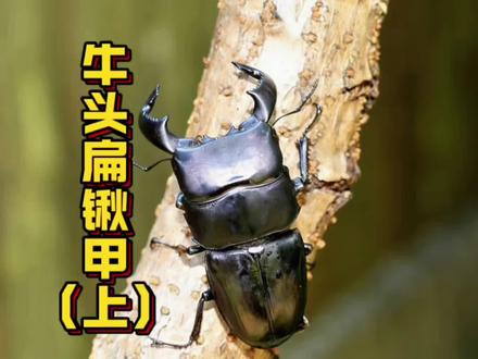今日分享:锹甲界的大块头,战斗力堪称top 1的-牛头扁锹甲,今日先带来上半部分解说,快来看看吧!#昆虫 #甲虫 #锹甲 #昆虫科普 #牛头扁锹