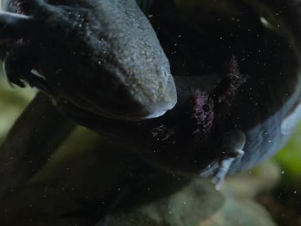 美西螈有着超强的再生能力,即便断了腿也没关系,恋爱才是最重要 #美西螈 #动物世界 #动物解说 #一代人有一代人的动物世界 #神奇动物在抖音