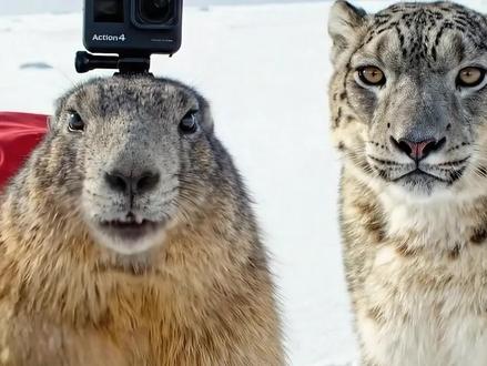 给大家介绍一下我的动物朋友!#土拨鼠 #神奇动物在抖音