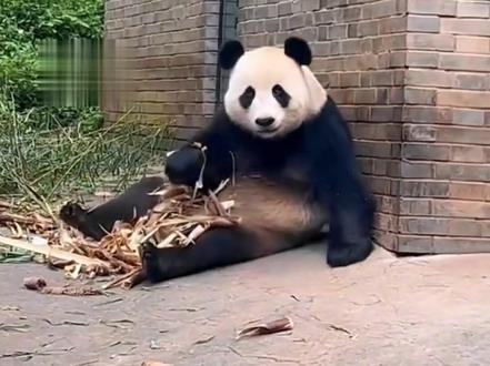 搞笑担当家宝是个爱抠脚、爱臭美、卡树还淡定干饭呼噜震天响,血统还超显赫的小土豆家宝#大熊猫家宝 #大熊猫曼兰 #大熊猫鸿禧 #大熊猫满满
