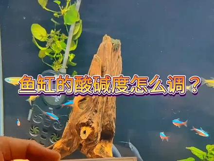 #来抖音学农技 鱼缸PH怎么调?#养鱼日记 #观赏鱼 #抖音小助手 #热门视频