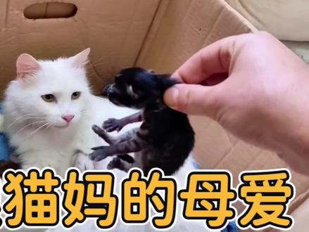 猫咪幼崽被人偷走,流浪猫妈妈竟然直接找上门要孩子#关爱流浪猫 #萌宠成精了 #小猫 #创作者中心 #创作灵感 @DOU+小助手 @抖音创作灵感