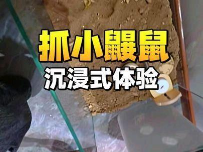 沉浸式抓小鼹鼠#鼹鼠 #萌宠出道计划