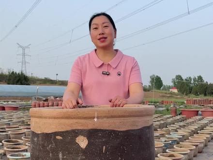 家里面有这种深缸的怎么种荷花?你学会了吗?#爱生活爱养花 #一般人不告诉他 #种植小技巧 #荷花#家庭种植@百荷园荷花基地(开花对版 售后到开花)