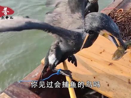 会潜水捕鱼的鸟,一天捕十多条大鱼,为什么现在禁止用它捕鱼了?