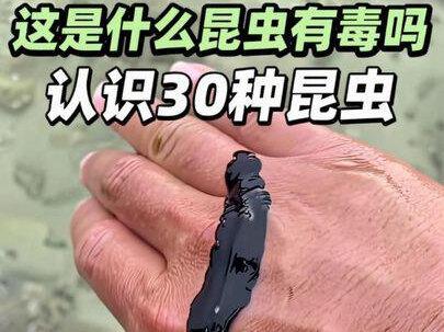 带你认识30种不同种类的昆虫。 #昆虫 #科普知识 #涨知识 #昆虫世界
