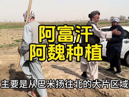 阿富汗阿魏种植 按道理中国的技术更高,如果气候合适成功种植阿魏不难#阿富汗#阿魏#海外生活#记录真实生活 #原创作品@抖音媒体内容优推官 @抖音安全与信任中心 @抖音创作小助手 @抖音创作灵感