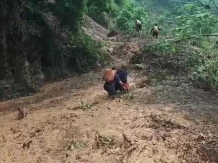 湖南石门金河村113名被困群众全部转移
平均年龄60岁 爬山渡河穿越泥石流
5月22日下午,在湖南石门特大洪水灾害发生后的第五天,被困在“孤岛”南北镇金河村的最后20多名群众,徒步转移至安置点。村党支部副书记舒照普告诉荔枝新闻,村里的平均年龄60多岁,转移难度很大。昨天八九十岁的老人都已经坐直升飞机转移出来了,五六十岁的还能爬山的就一起走出来。他们从早上出发,徒步了十几公里,下午到达安置点。5月17-18日灾害发生后,村干部将群众聚集到地势较高的后家岭片区开展自救。21日救援直升机46名“老弱病残”群众转移出去。23日当地又开始下雨,并且在未来几天有大到暴雨。目前除失联群众外,被困在金河村后家岭片区的113名群众全部转移到安置点。