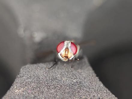 手机最好的微距镜头讲解和避坑指南#微距摄影 #微距镜头 #微距拍摄