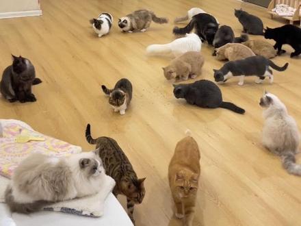 周一至周五优惠团购双人撸猫 19.9 元#撸猫馆