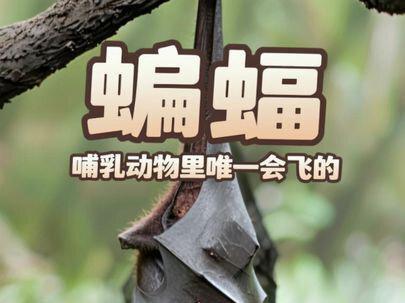 为什么哺乳动物里只有蝙蝠能飞? #哺乳动物 #蝙蝠 #科普 #科普一下 #神奇动物