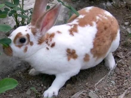 獭兔鞣制方法讲解第一集 獭兔英文名字:Rex rabbit(雷克斯)