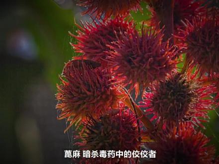 7mg即可致死,迄今没有解药,为什么蓖麻种植仍没被禁止?