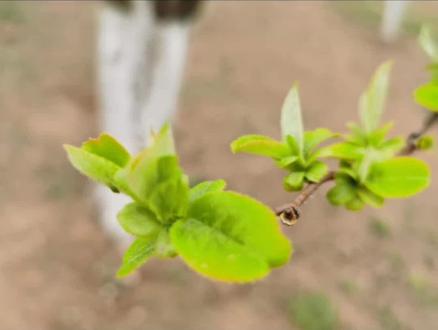 如何描写春天学渣和学霸#作文#家庭教育 #春分 @抖音小助手