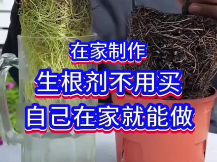 @小马姐园艺
在家制作生根剂#种植小技巧 #阳台种植