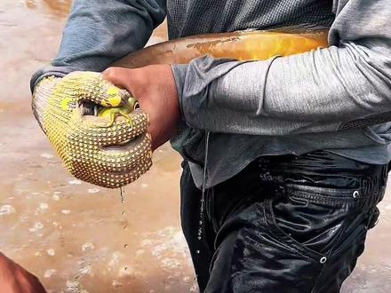 从来没见过这样带娃的鱼 #龙鱼 #动物科普知识