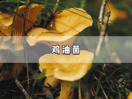 鸡油菌是什么?#鸡油菌 #每天跟我涨知识 #科普一下