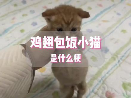 鸡翅包饭小猫是什么梗?#猫咪 #搞笑 #抽象 #梗