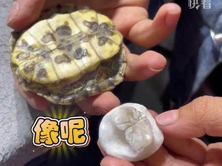 “年龄8岁 6年雕刻经验”,8岁男孩雕刻龟壳惟妙惟肖,网友:出道就是老师傅。