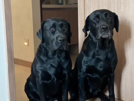 还行也不行?我要不要带它们去查查视力? #狗狗 #黑色拉布拉多 #狗狗的心思都写在脸上了