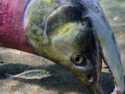 《死在产床上的三文鱼》以爱之名,向死而生 #鲑鱼洄游 #自然纪录片 #动物世界