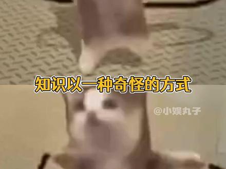 发明aily这个词的简直是个天才!(来源@李大海(差点火了版) )