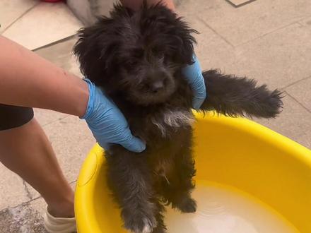 给流浪小狗洗洗澡 小黑狗洗澡还蛮乖的#给狗狗洗澡 #萌宠日常记录