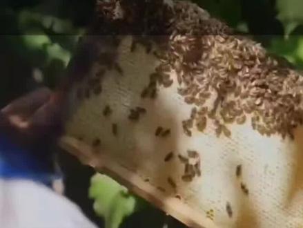 蜜蜂春繁这5步错一步就吃大亏 #养蜂技术分享#养蜂经验分享#养蜂爱好#养蜂人#养蜂人日常生活